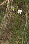 White meadowbeauty